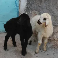 بره شیری گوسفند