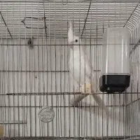 عروس هلندی البینو نر