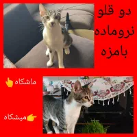 واگذاری گربه