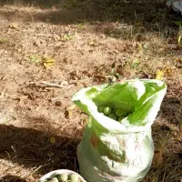 چیدن گردو تمیز