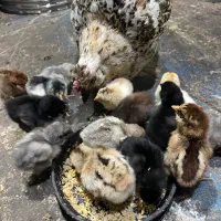 مرغ گلین با جوجه