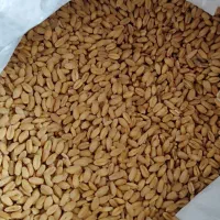 فروش 10کیلو گندم تمیز وشسته