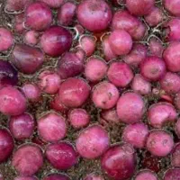 انواع ربـها ترشیجات اب نارنج ابلیمو ابغوره.سرکه|خوردنی و آشامیدنی|شاهینشهر, شهرک گلدیس|دیوار