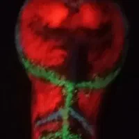 گوهر شب چراغ قدمت دار فروش یا معاوضه