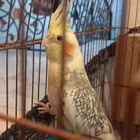 عروس هلندی نر و ماده با سه تا تخم