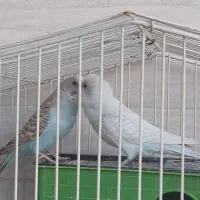 ۴ عدد مرغ عشق