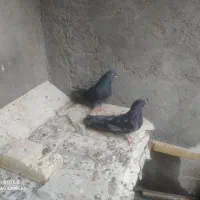 کفتر پرشی