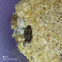 فروش همستر|موش و خرگوش|تهران, افسریه شمالی|دیوار