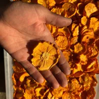 فروش عمده خرمالو خشک|خوردنی و آشامیدنی|بهشهر, |دیوار