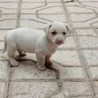 توله اشپیتز