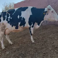 گاو شیری سیمینتال با گوساله