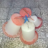 دانخوری مرغ