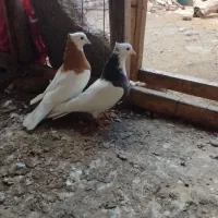 گفتر|پرنده|نگین شهر, |دیوار