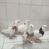 کبوتر طوقی جوجه دون خور