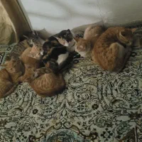 واگذاری رایگان گربه|گربه|قوچان, |دیوار