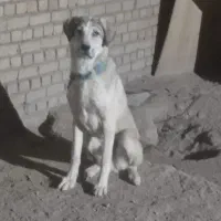 افغان سگ|سگ|صالح آباد, |دیوار