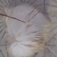 سگ پا کوتاه پیداشده