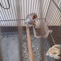 سهره کرمانی ماده مثل نرمیخونه