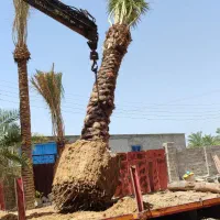خرید نخل با ریشه بدون زمین