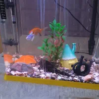 آکواریوم شرکتی