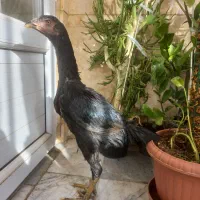 مرغ و جوجه لاری انگلیسی و هندی|حیوانات مزرعه|فردیس, شهرک ۱۱۰|دیوار