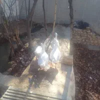 غاز|پرنده|ماهان, |دیوار