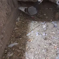 فروش چند عدد کبوتر نر