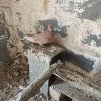 دو عدد نر تاپ