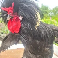 مرغ و خروس لهستانی یکساله تخمگذار