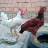 خروس و مرغ