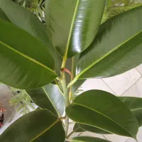 گل کم آب کم نور|گل و گیاه طبیعی|بروجرد, |دیوار