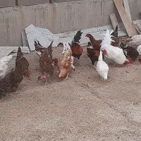 خروس  امسال