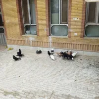 کبوتر