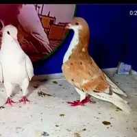 کفتر بوم کبوتر پرشی جفتگاه رنگی سارسرور کلاغ ساده|پرنده|مشهد, توس (بلوار توس)|دیوار