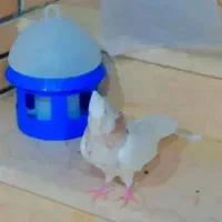 انواع کبوتر طوقی پاک پاک بدون غلط