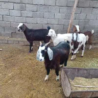 پنج بز خوب دهن جور همه آبستن یکی با بزغاله|حیوانات مزرعه|چهاربرج, |دیوار