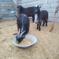 2راس بزغاله نر گوشتی|حیوانات مزرعه|ورامین, خیر آباد|دیوار