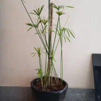 گل مرداب