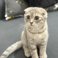 بچه‌گربه اسکاتیش نر