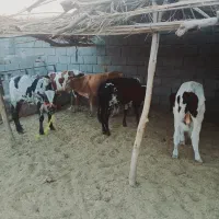 ۶راس گوساله نر