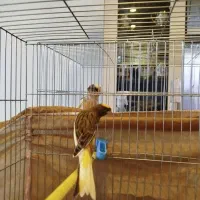 فروش قناری نر