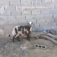 بره ماده پلنگی انتیک لخت فریمان