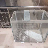 فروش ماهی کوی|ماهی|یزد, |دیوار