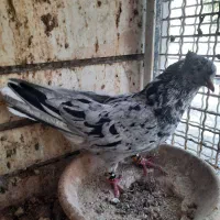 یک نر و ماده و یک اشعل سرور|پرنده|شیراز, آزادگان|دیوار