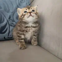 بچه گربه های بریتیش و اسکاتیش