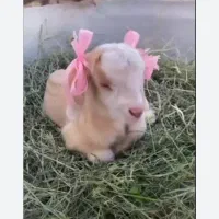 بزغاله شیری