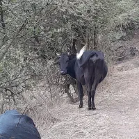 گاو شکم دار با گوساله نر و ماده