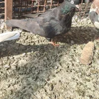 کفتر گره در هشت بندی