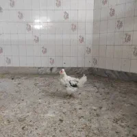 گلین|حیوانات مزرعه|تهران, مشیریه|دیوار