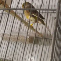 قناری نر|پرنده|رباط‌کریم, نصیرشهر|دیوار